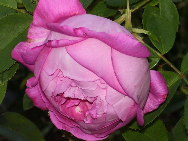 'La Reine' rose photo