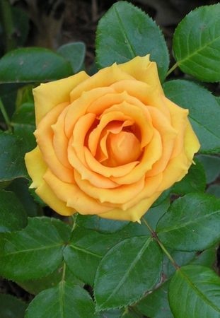 'Harry Oppenheimer' rose photo