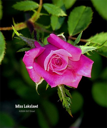 'Miss Lakeland' rose photo