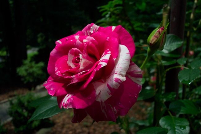 'Berries 'n' Cream' rose photo