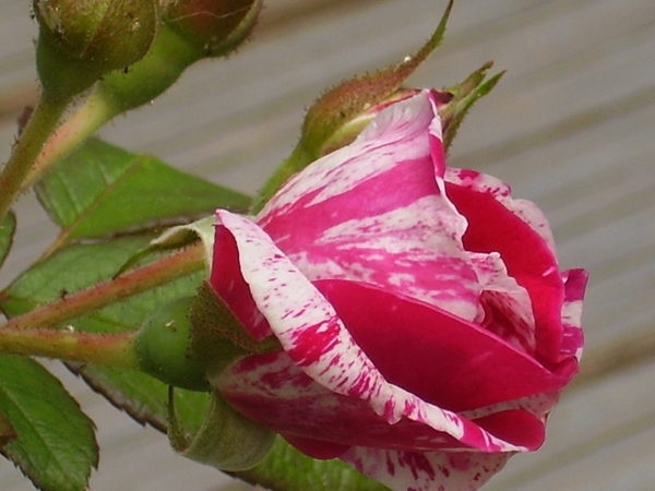 'Moore's Striped Rugosa' rose photo