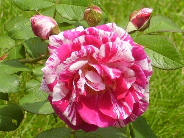 'Moore's Striped Rugosa' rose photo