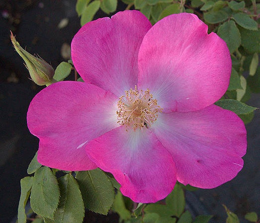 'Schoener's Nutkana' rose photo