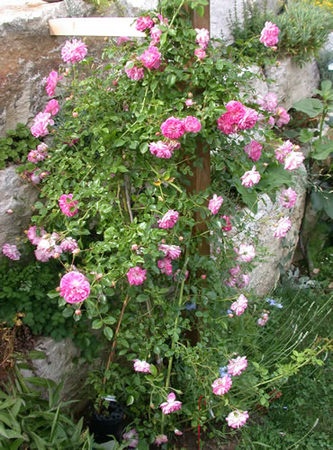 'Alexandre Girault' rose photo