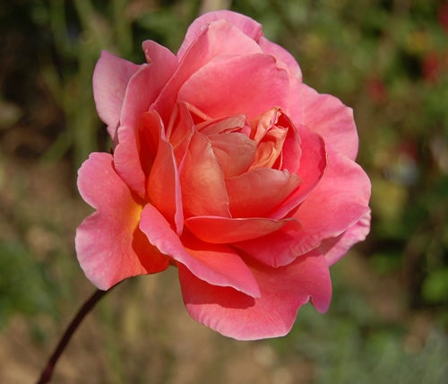 'Anne Marie Trechslin ®' rose photo