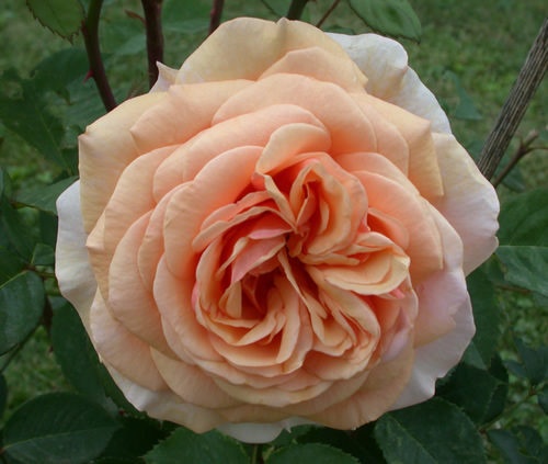 'Charles Austin ' rose photo