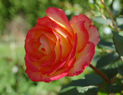 'Chivalry ®' rose photo