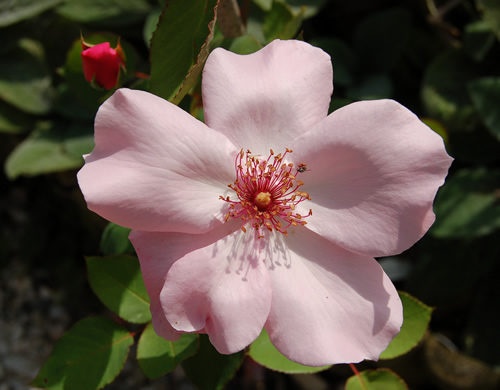 'Dainty Bess' rose photo