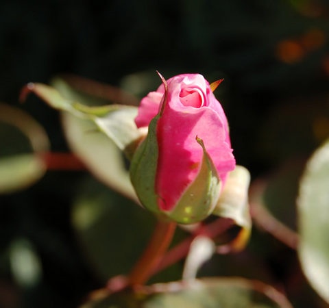 'Madame Antoine Mari (Tea, Mari before 1890)' rose, click to enlarge 'Madame Antoine Mari (Tea, Mari before 1890)' rose photo
