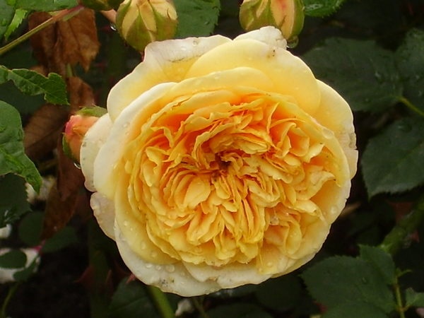 'Teasing Georgia' rose photo