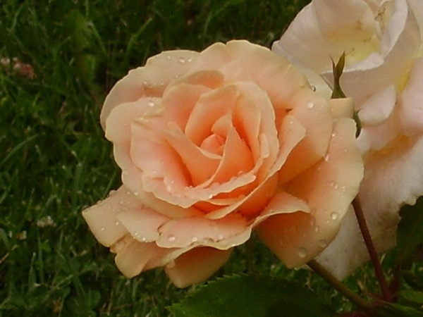 'Folksinger (Shrub, Buck, 1985)' rose photo