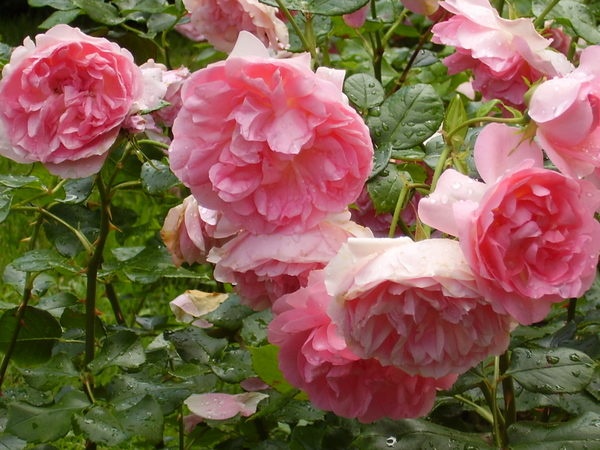 'Guy de Maupassant ®' rose photo