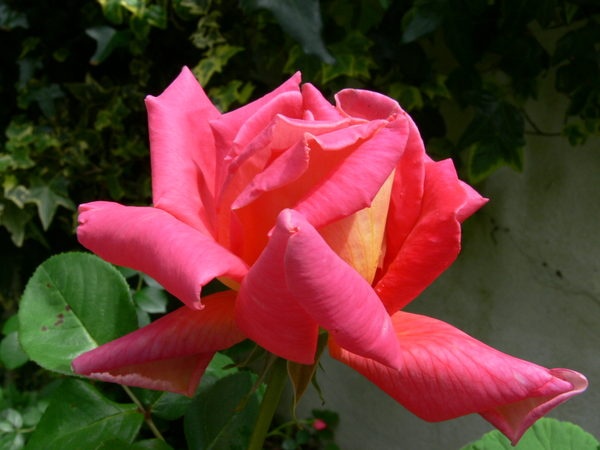 'Coronado' rose photo