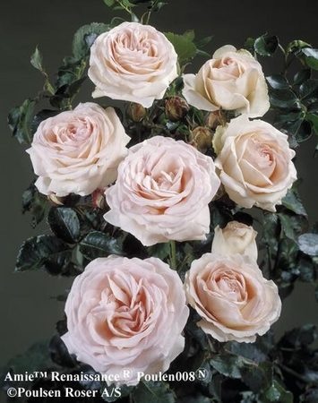'Amie Renaissance' rose photo