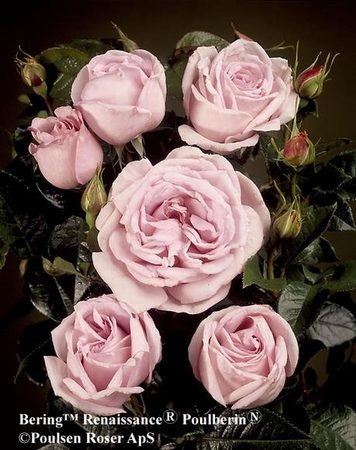 'Bering Renaissance ™' rose photo