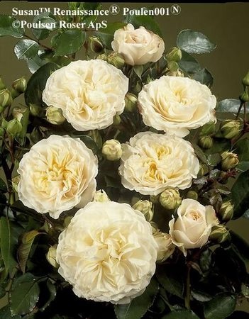 'Susan Renaissance' rose photo