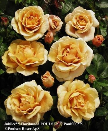 'Jubilee ™ (floribunda, Olesen/Poulsen, 2004)' rose photo