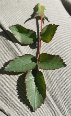 'Dr. Huey' rose photo