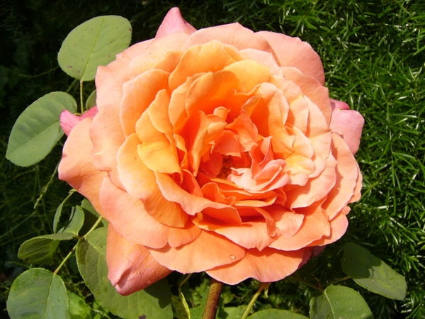 'Cherry Brandy ® (hybrid tea, Evers/Tantau before 1984)' rose photo