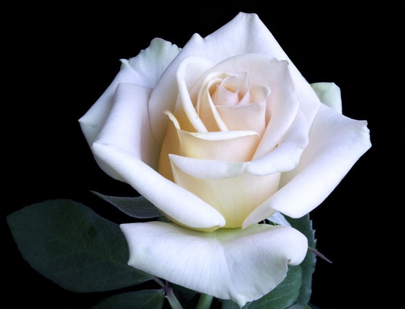 'Marilyn Monroe ™ (Hybrid Tea, Carruth, 2001)' rose photo