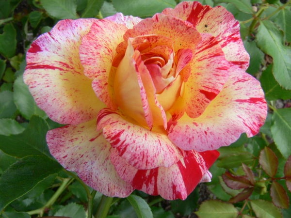 'Camile Pisarro' rose photo