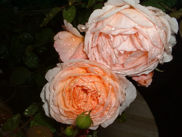 'Tamora (shrub, Austin, 1983)' rose photo