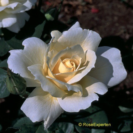 'April Moon (shrub, Buck 1984)' rose photo