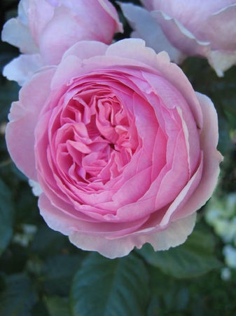 'Geoff Hamilton' rose photo