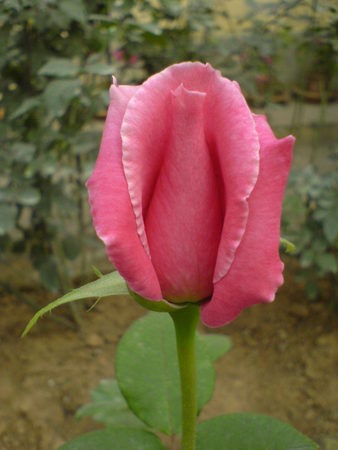 'Jadis' rose photo