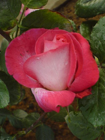 'Rose Gaujard ®' rose photo
