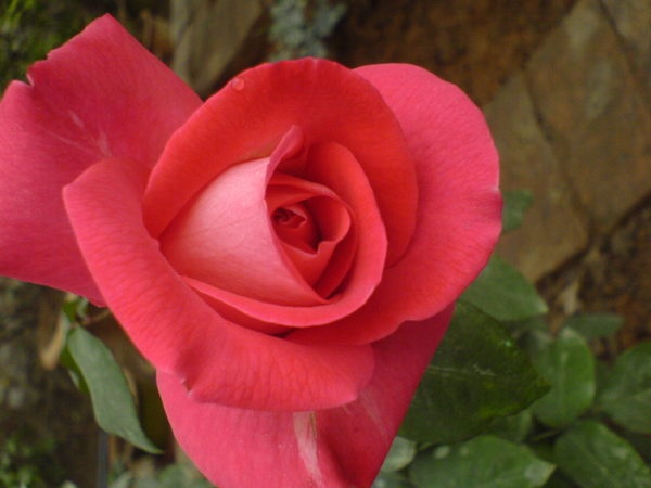'High Esteem' rose photo