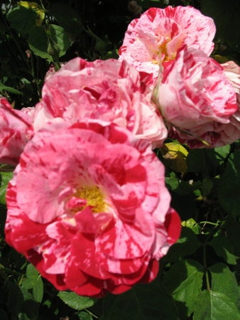 'Peppermint Twist' rose photo