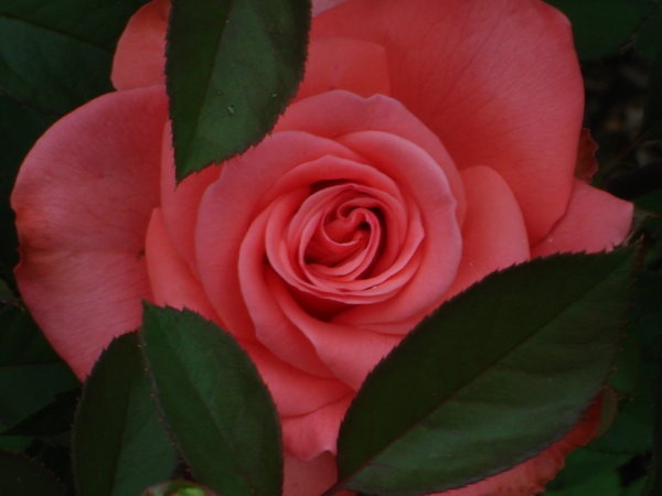 'Tournament of Roses' rose photo