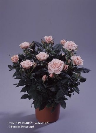 'Chic Parade' rose photo