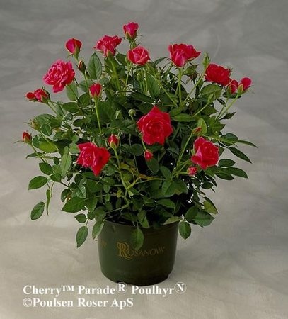 'Cherry Parade' rose photo