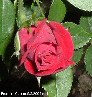 'Front 'n' Center' rose photo