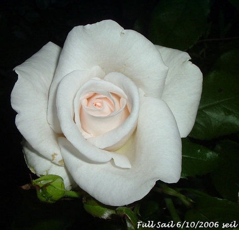 'Full Sail' rose photo