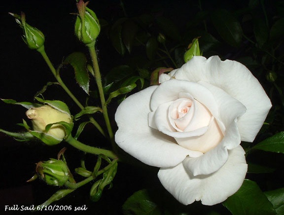 'Full Sail' rose photo