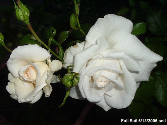 'Full Sail' rose photo