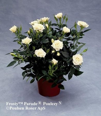 'Frosty Parade ®' rose photo