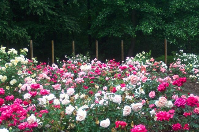 'Gardens at Wyckoff Rose Garden'  photo