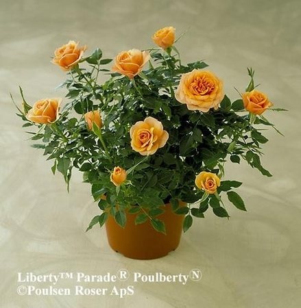 'Liberty Parade' rose photo