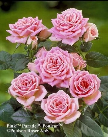 'Pink Parade' rose photo