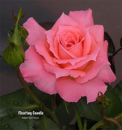 'Floating Candle' rose photo