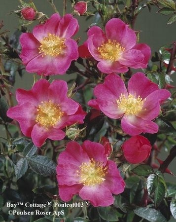 'Bay ™' rose photo