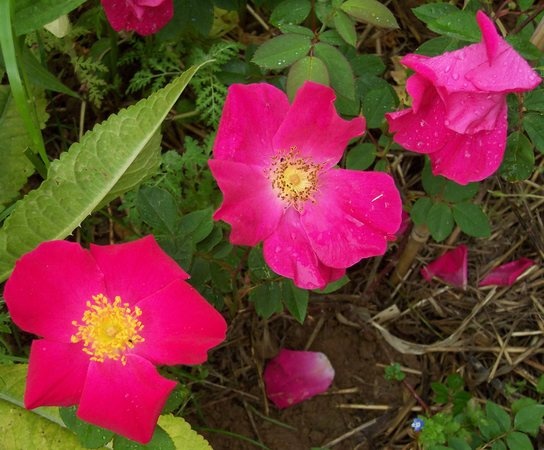 'Scharlachglut' rose photo