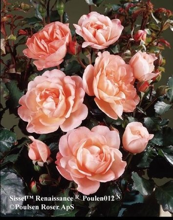 'Sissel Renaissance' rose photo