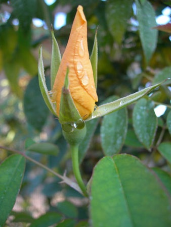 'Amber Cloud ™' rose photo