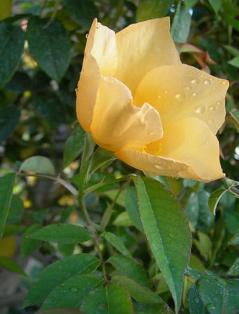 'Amber Cloud ™' rose photo