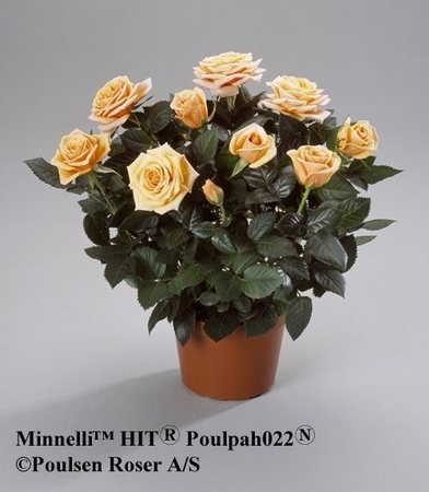'Minnelli Hit' rose photo